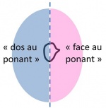 "Dos au ponant" dans un axe ouest-est. La forme pointue indique le nez de la personne (vue de dessus), qui regarde donc vers l'est.